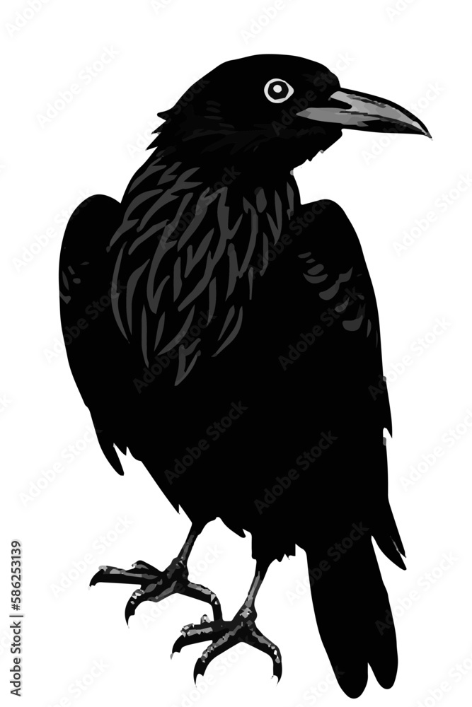 Obraz premium black raven on white background
