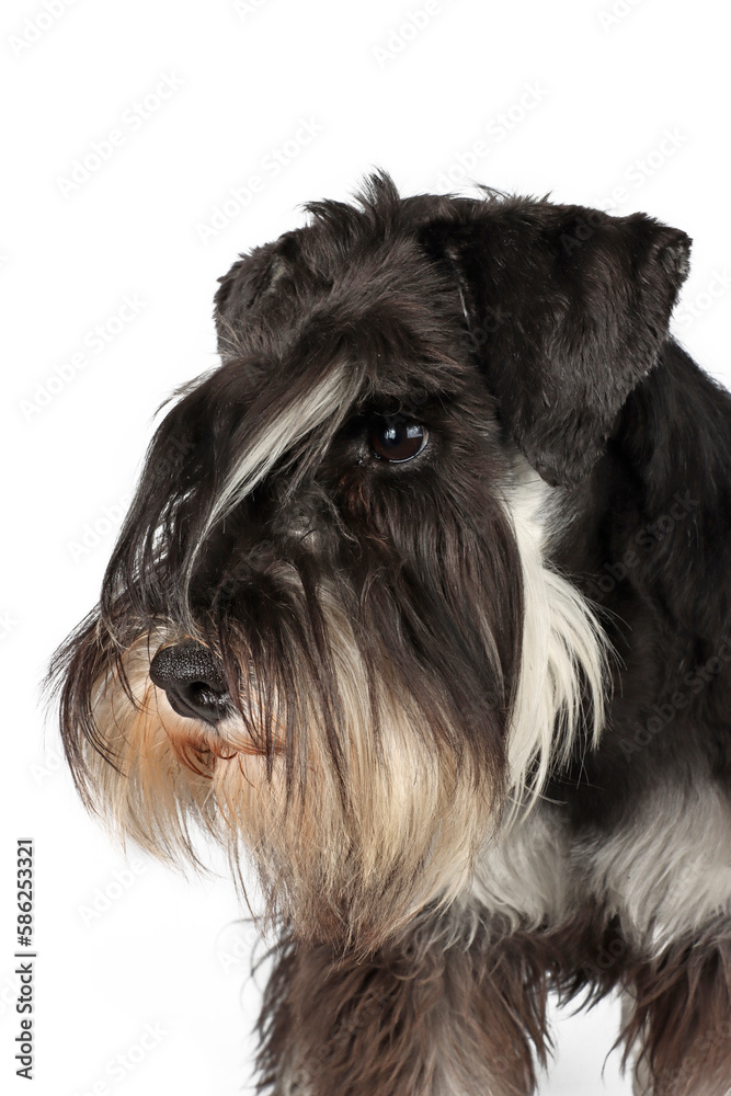 portrait of black and silver miniature schnauzer on white background 