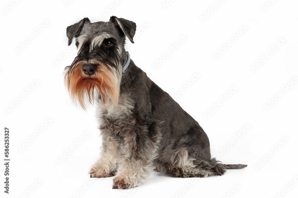 miniature Schnauzer black and silver isolated 