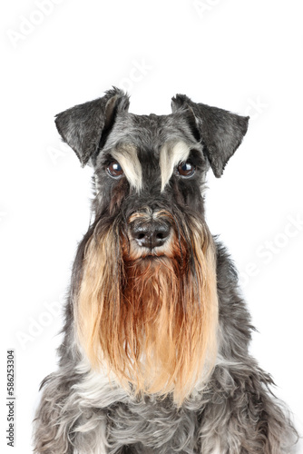 portrait of black and silver miniature schnauzer on white background 
