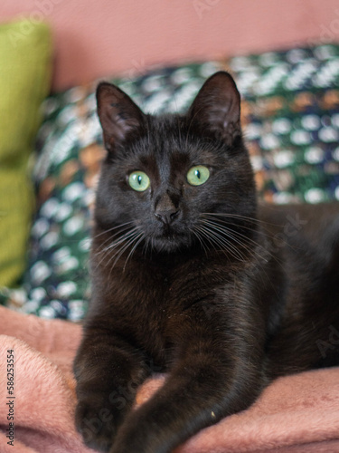 Bild auf Leinwand Portrait d'un chat noir avec des grands yeux verts étonnés