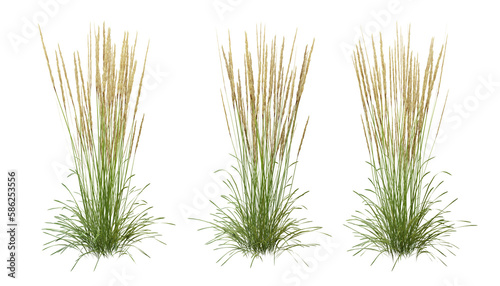 Bunches of grass on a transparent background. 3D rendering.