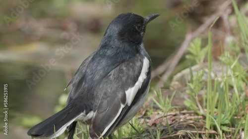 Close up of Copsychus saularis, small black bird with white wings, standing grass field along river side and looking at camera with natural green background, 4k slow motion footage.