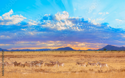 Herd of zebras in yellow grass - Namibia, Africa