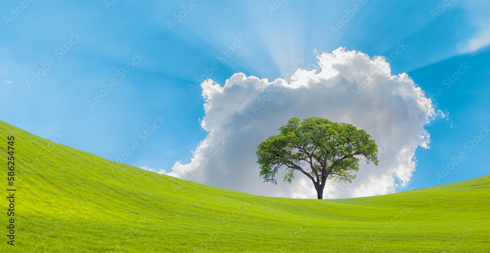 Obraz premium Beautiful landscape with lone tree stands in a green field.