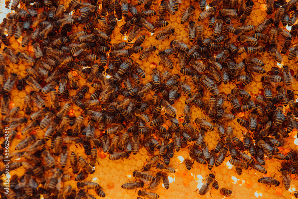 Close up honeycomb in wooden beehive with bees on it. Apiculture concept. Close up honeycomb in wooden beehive with bees on it. Apiculture concept.