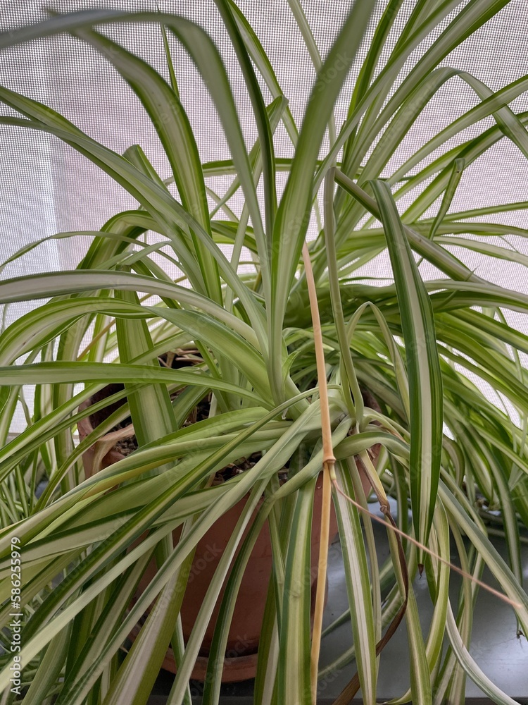 Fototapeta premium tree leaves