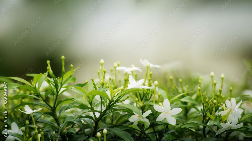 Shrub of blooms and buds of gardenia Crape Jasmine on blurred background Shrub of blooms and buds of gardenia Crape Jasmine on blurred background
