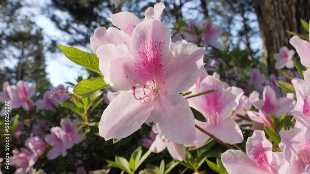 Colorful bright pink and white azalea flowers with natural green bush background.