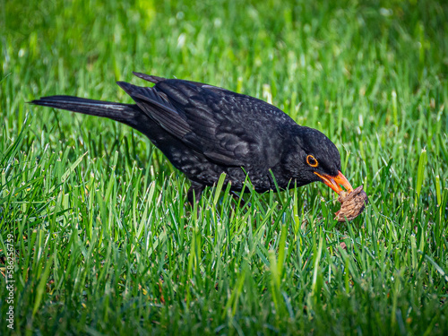 Schwarze Amsel beim Nuss knacken