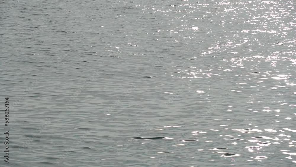 Calm sea with sun rays reflected on a moving water surface. Reflective or bright sunlight on sea or ocean water. Beautiful ocean view with space for text.
Calm sea with sun rays reflected on a moving water surface. Reflective or bright sunlight on sea or ocean water. Beautiful ocean view with space for text.