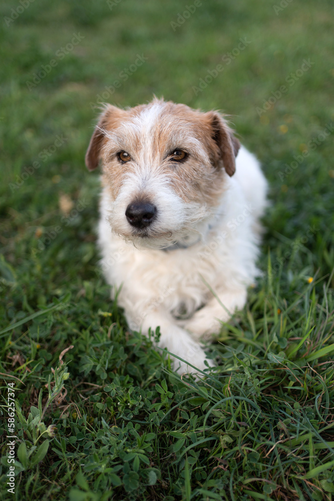 small dog lying on the grass calm looking at camera white with brown spots, shih tzu breed small dog lying on the grass calm looking at camera white with brown spots, shih tzu breed