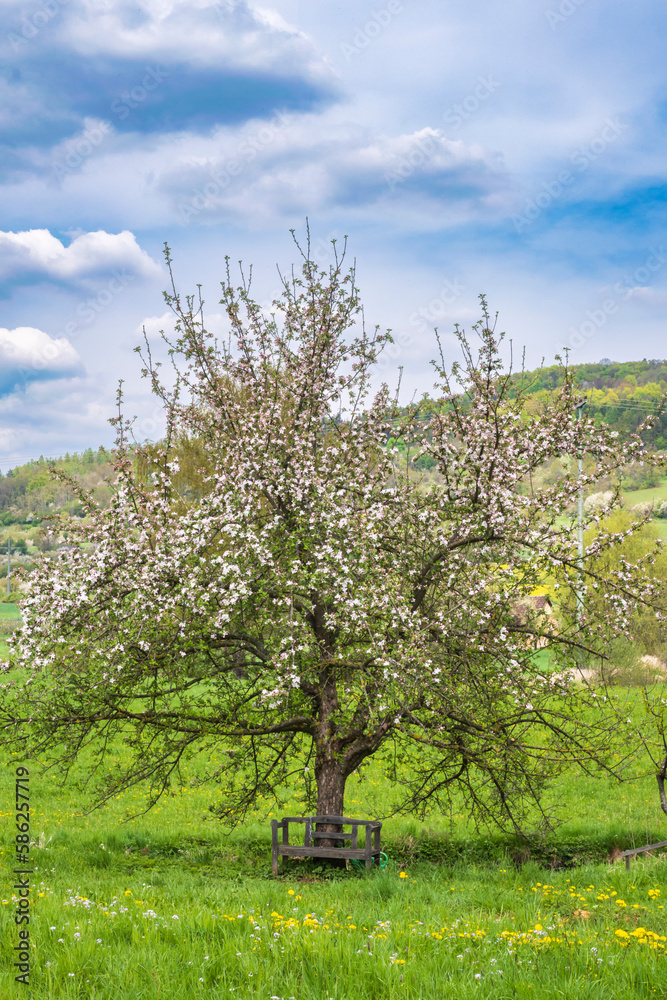 Cherry trees in full bloom near Pretzfeld - Germany in Franconian Switzerland Cherry trees in full bloom near Pretzfeld - Germany in Franconian Switzerland
