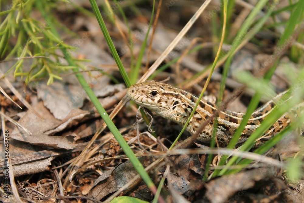 sand brown lizard (Lacerta agilis) in the grass sand brown lizard (Lacerta agilis) in the grass