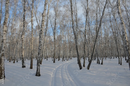 road in snowy winter birch forest © Sergey