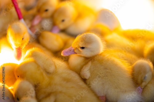 Cute young baby duck with warm light
