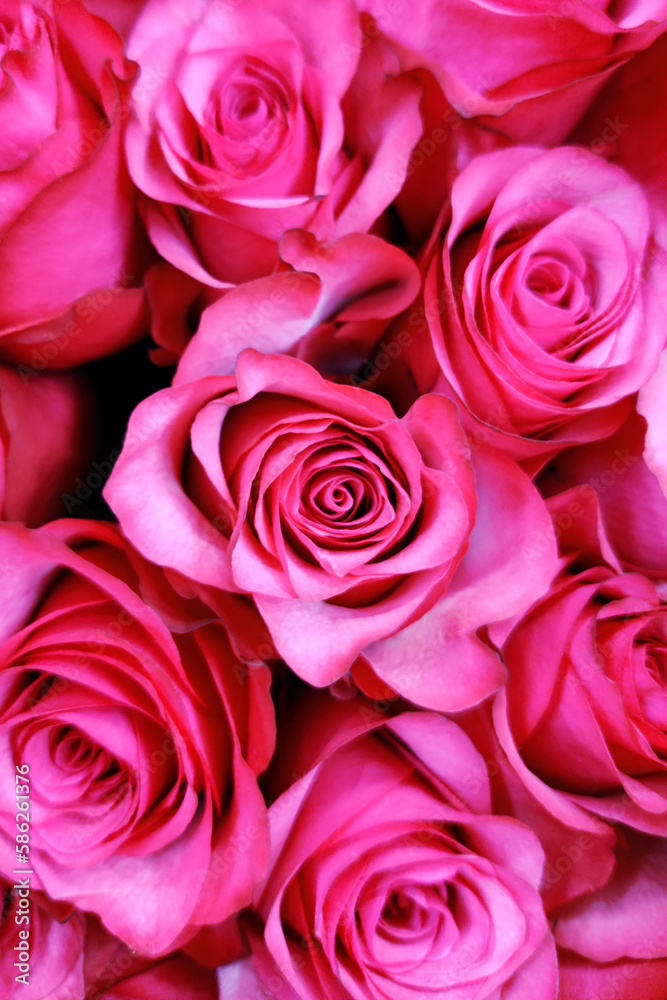 Pink roses natural floral background close up vertical photo. Fresh flowers in bouquet buds top view. Bright colors. Florist shop. Greeting card design template with copy space. Pink roses natural floral background close up vertical photo. Fresh flowers in bouquet buds top view. Bright colors. Florist shop. Greeting card design template with copy space.