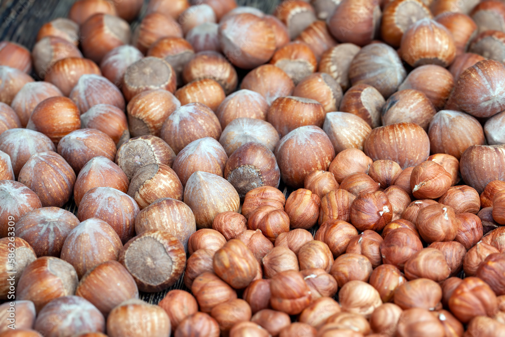 not peeled from the hard shell of useful hazelnuts not peeled from the hard shell of useful hazelnuts