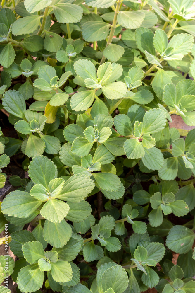 Peumus boldus. The boldo is a medicinal plant, used for medicinal purposes and for digestive support.
Peumus boldus. The boldo is a medicinal plant, used for medicinal purposes and for digestive support.