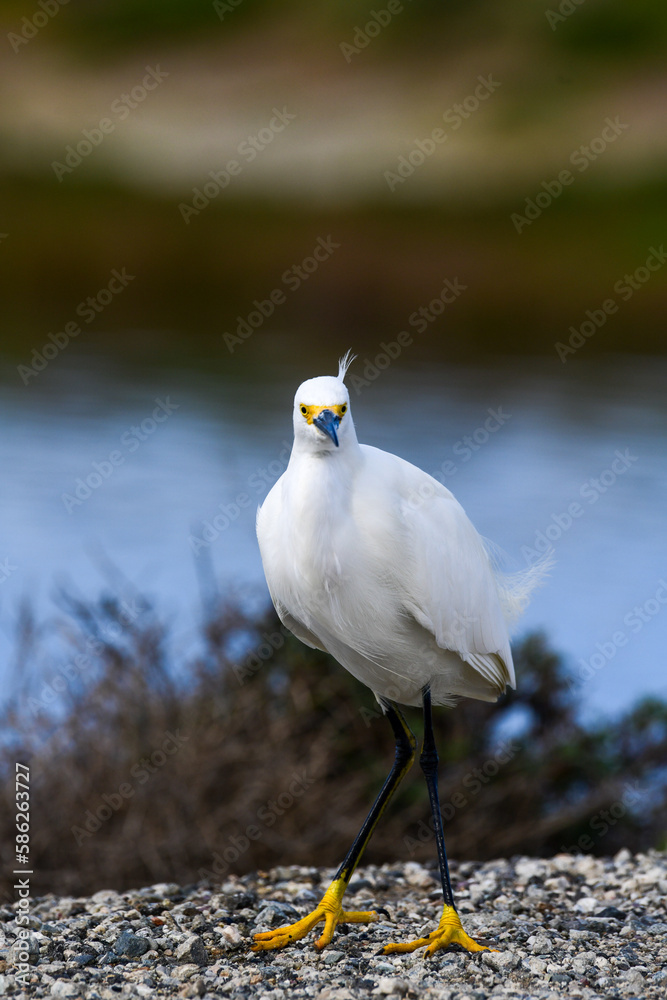 Obraz premium A snowy egret surveying a marshy habitat