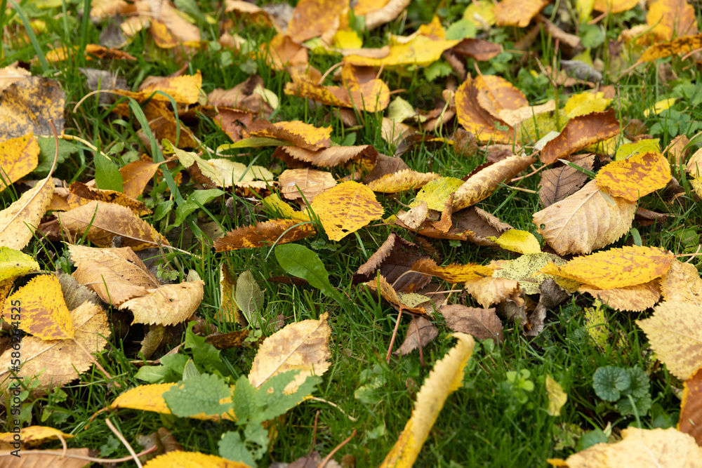 Beautiful yellow foliage of trees on green grass Beautiful yellow foliage of trees on green grass