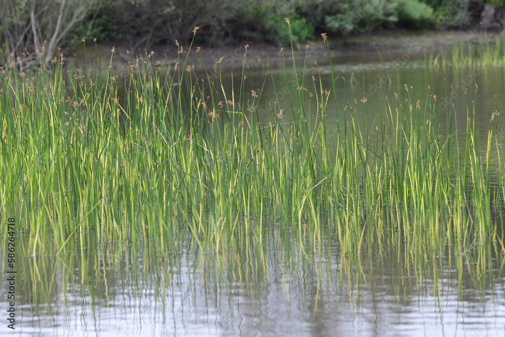 A marsh area with green grass A marsh area with green grass