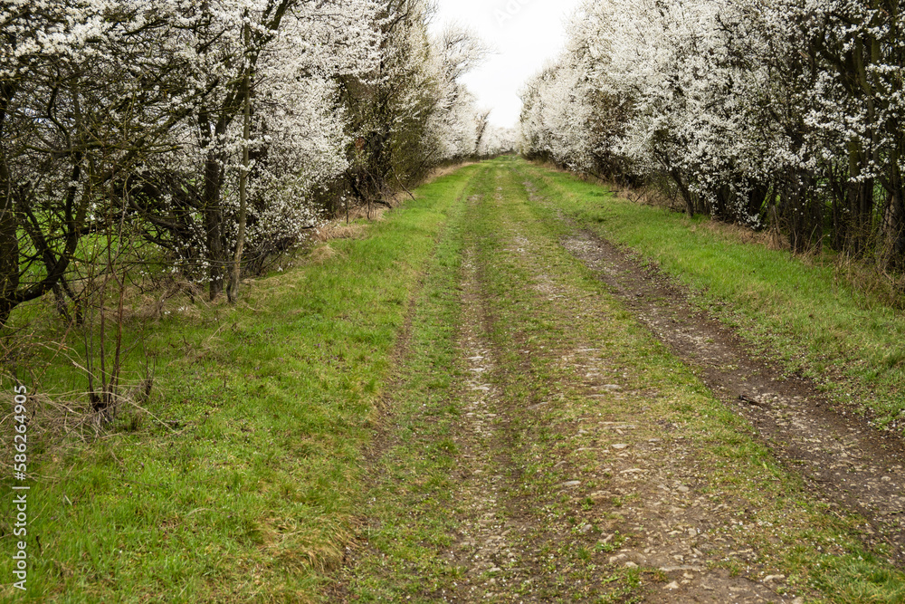 white flowering path in march