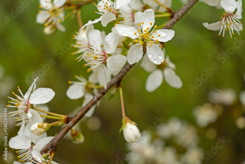 white blooming hawthorn flowers in early spring © Diana