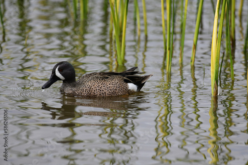 A blue winged teal floating in a marsh. These ducks are found mostly in ponds and shallow fresh water ponds. photo