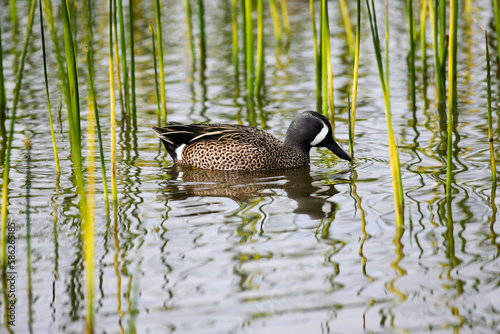 A blue winged teal floating in a marsh. These ducks are found mostly in ponds and shallow fresh water ponds.