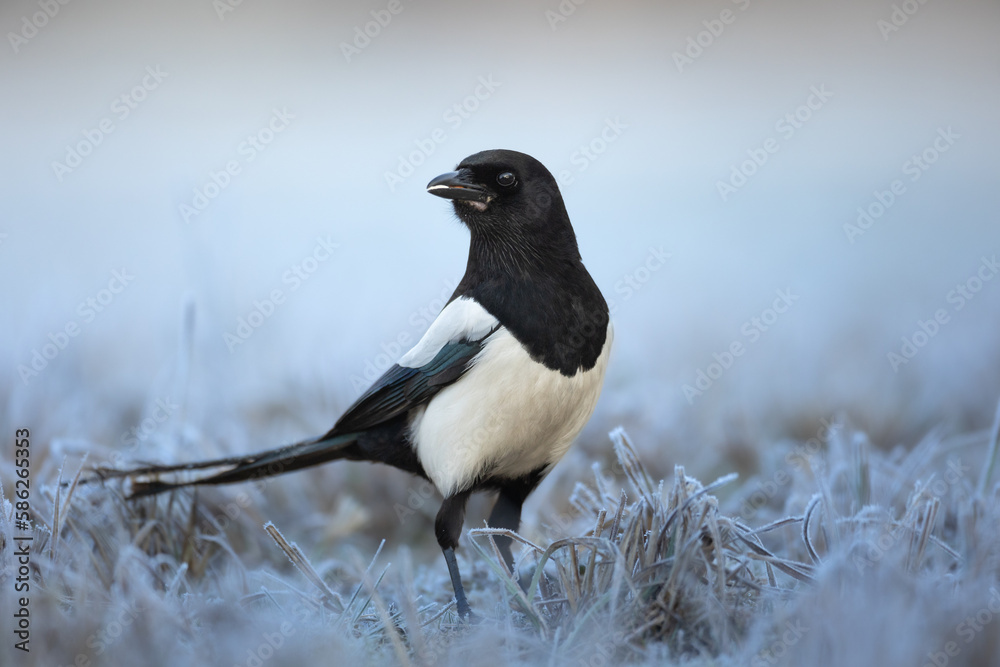 Fototapeta premium The Eurasian Magpie or Common Magpie or Pica pica on the ground with colorful background, winter time 