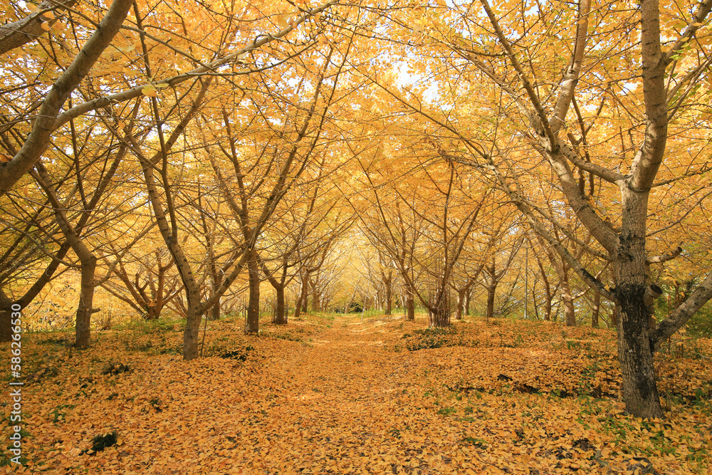 Obraz premium 愛媛県内子町 龍王公園のイチョウ並木