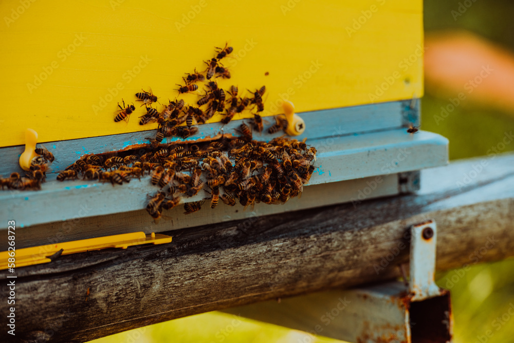 Close up photo of bees hovering around the hive carrying pollen Close up photo of bees hovering around the hive carrying pollen