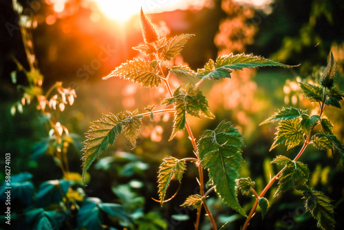 Natural remedies, herbs and plants - stinging nettle bathed in sun light at sunset. Medicine and natural healing Illustration created with generative AI tools.