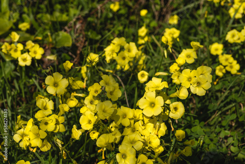 Sourgrass yellow flowers blooming photo