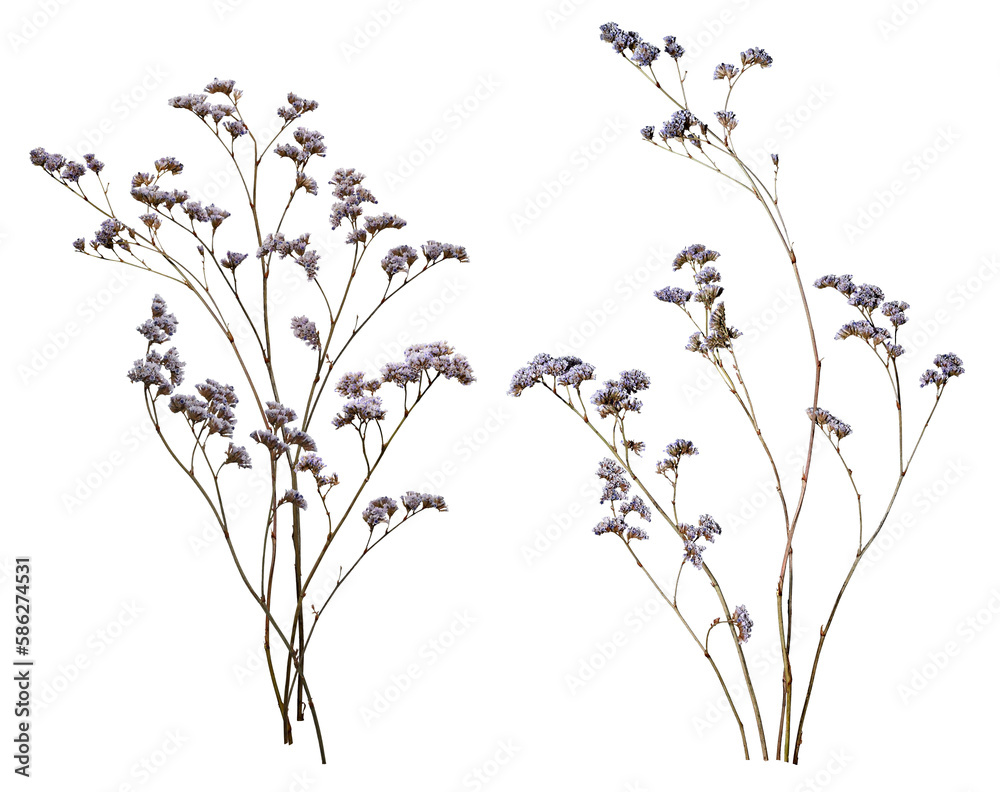 Set with beautiful wild dried meadow flowers isolated on white background.