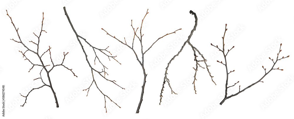 Set of tree branches isolated on a white background. Branches without leaves, with buds.