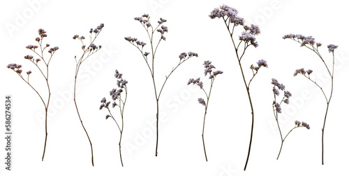 Set with beautiful wild dried meadow flowers isolated on white background.