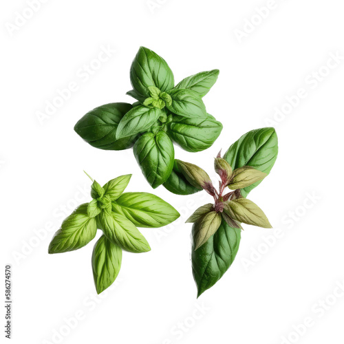 a garden-themed macro photograph featuring isolated luscious green basil herb set on a transparent background and provided in PNG. Generative AI