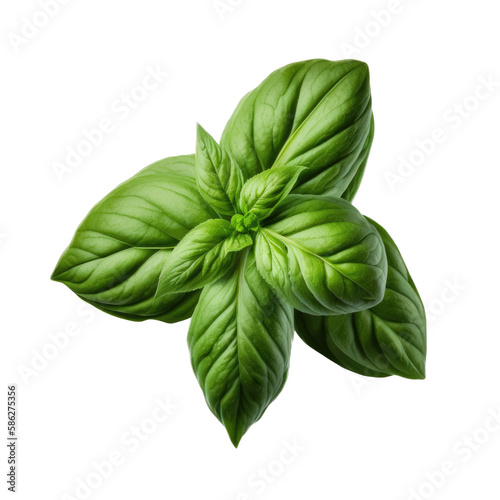 a garden-themed macro photograph featuring isolated luscious green basil herb set on a transparent background and provided in PNG. Generative AI
