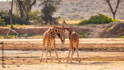 Two male reticulated giraffe  Giraffa camelopardalis reticulata  fighting  Samburu National Reserve  Kenya.