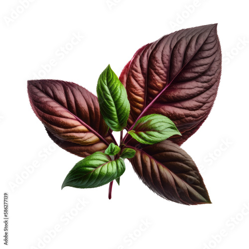 a garden-themed illustration featuring isolated red reuben or thai basil herbs set on a transparent background and provided in PNG. Generative AI