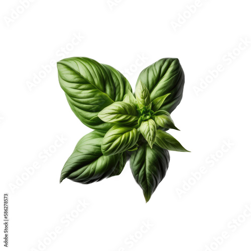 a garden-themed macro photograph featuring isolated luscious green basil herbs and leaves set on a transparent background and provided in PNG. Generative AI
