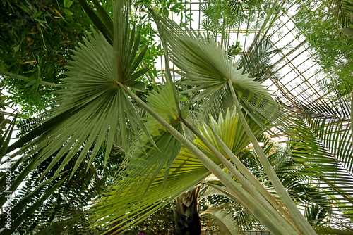 Fototapeta Naklejka Na Ścianę i Meble -  Green exotic plants and trees in a greenhouse of botanical garden. Tropical palm trees grow in an artificially created warm climate under a glass roof.