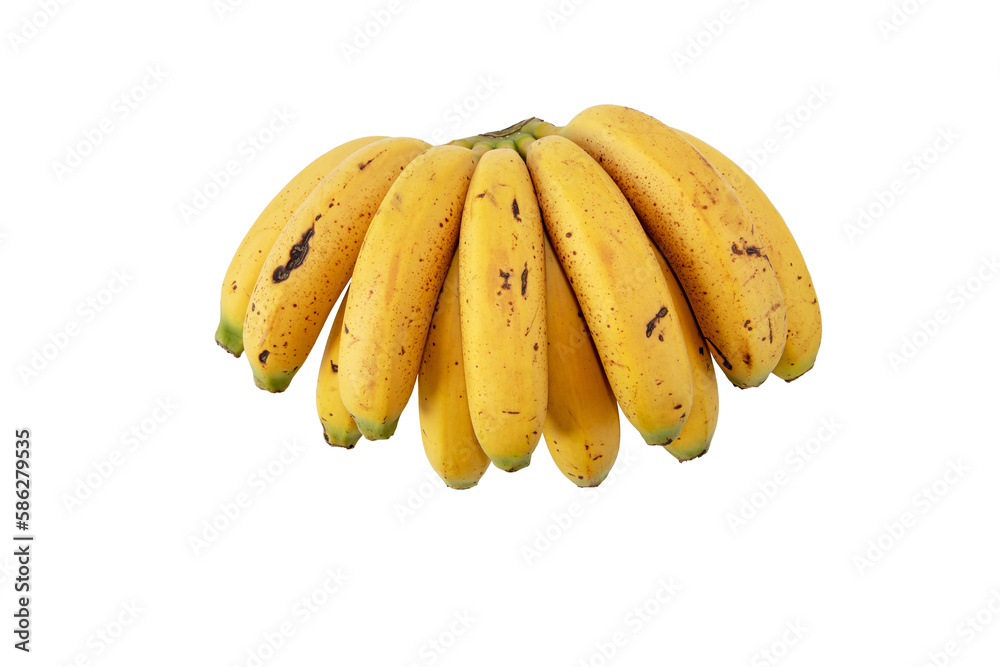 Bunch of small and curved bananas with sugar spots isolated transparent png. Ripe yellow spotted fruits. Cavendish variety of Musa acuminata. 