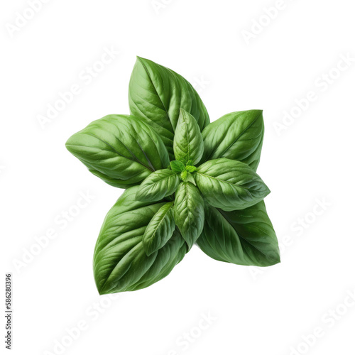 a garden-themed macro photograph featuring isolated luscious green basil herbs and leaves set on a transparent background and provided in PNG. Generative AI