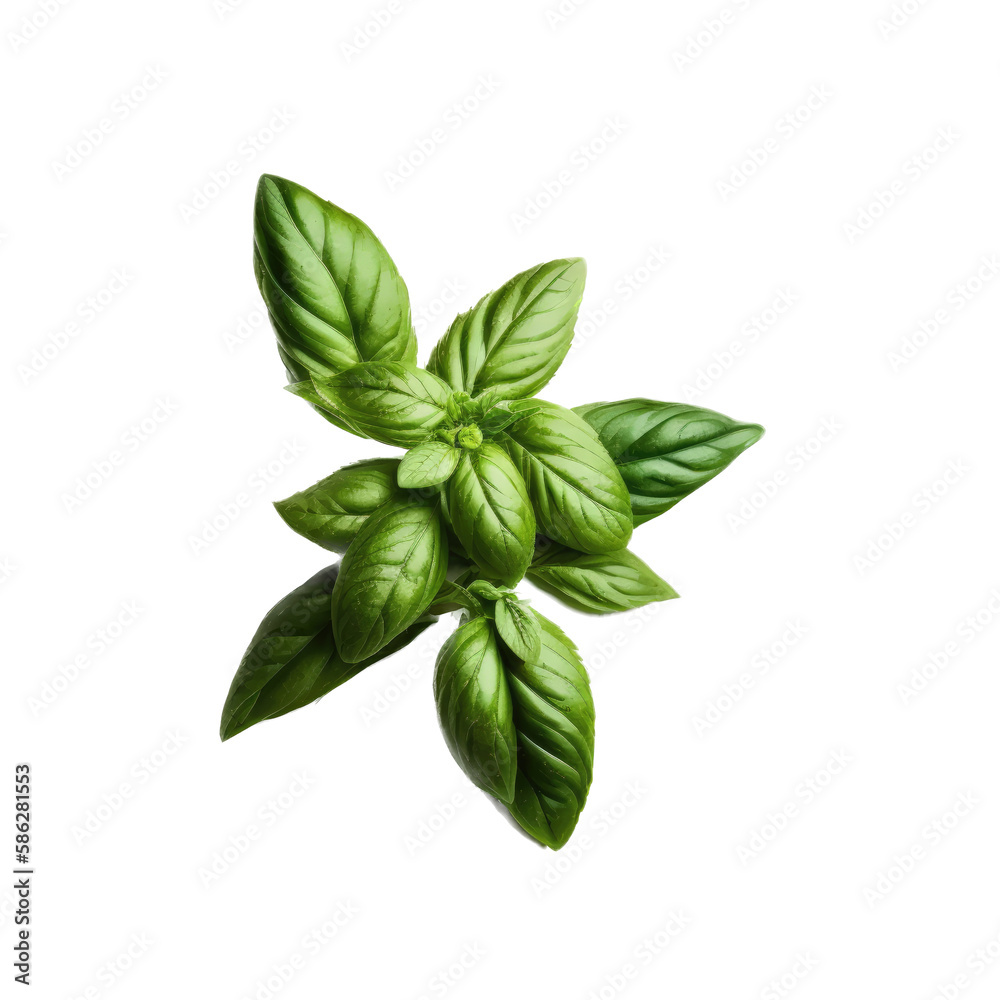 a garden-themed illustration featuring isolated luscious green basil herbs and leaves set on a transparent background and provided in PNG. Generative AI
a garden-themed illustration featuring isolated luscious green basil herbs and leaves set on a transparent background and provided in PNG. Generative AI
