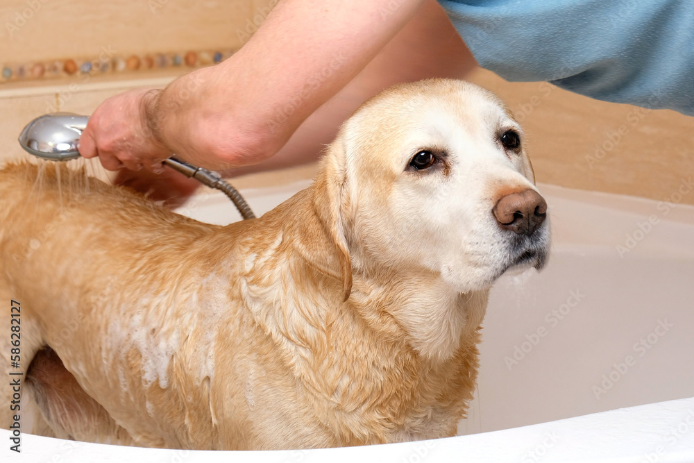 Man washes his dog Labrador Retriever with a special dog shower in a
