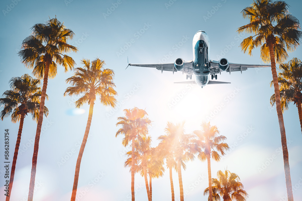 modern airliner arrive above palm trees