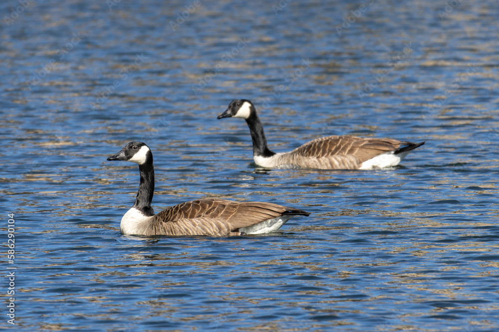 The Canada Goose, Branta canadensis at a Lake near Munich in Germany